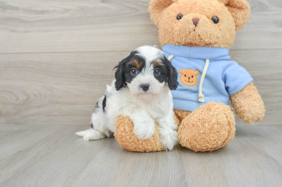 7 week old Cavapoo Puppy For Sale - Florida Fur Babies