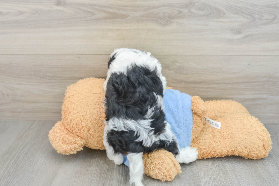 Friendly Cavapoo Baby