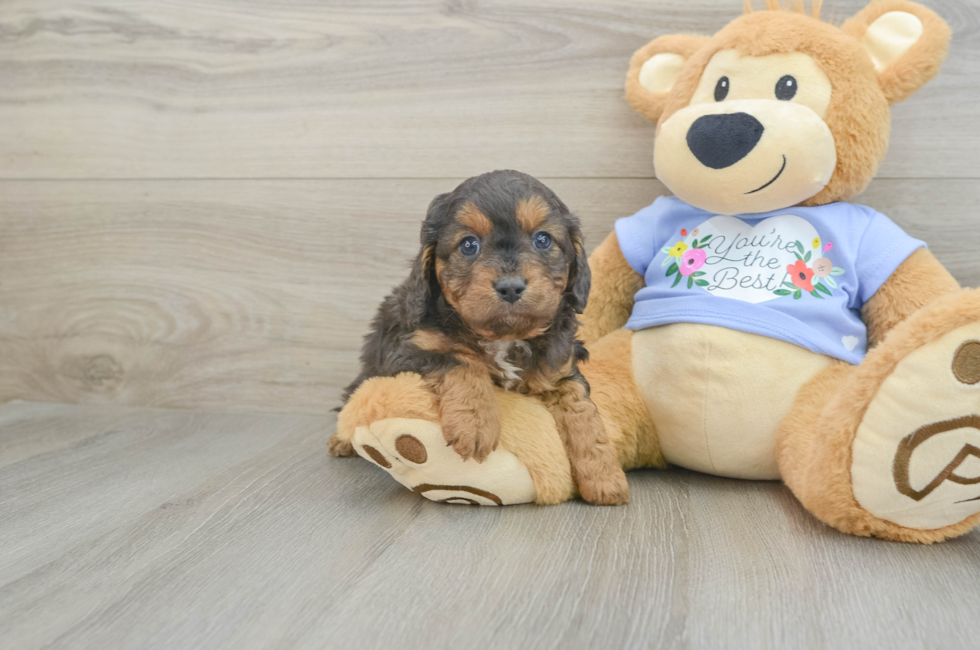 5 week old Cavapoo Puppy For Sale - Florida Fur Babies