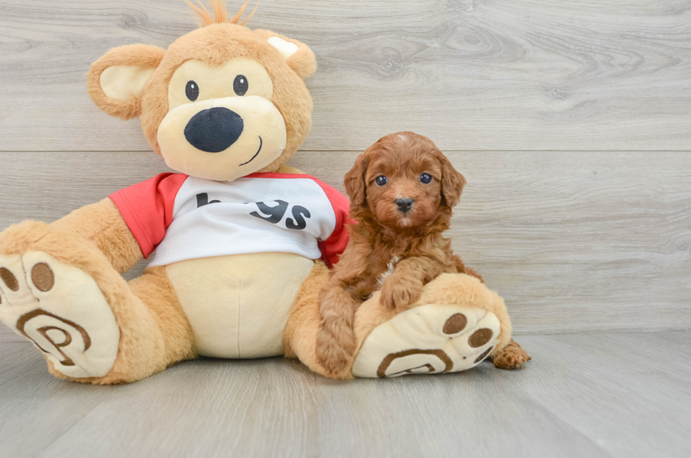 5 week old Cavapoo Puppy For Sale - Florida Fur Babies