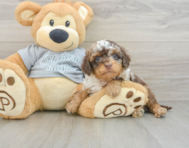 8 week old Cavapoo Puppy For Sale - Florida Fur Babies