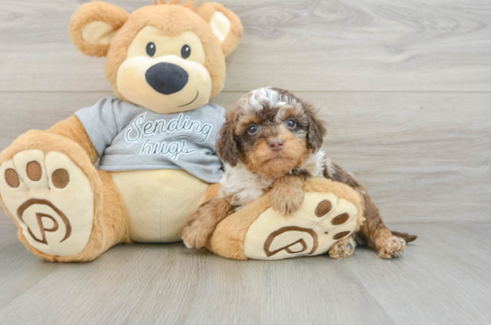 Cavapoo Pup Being Cute