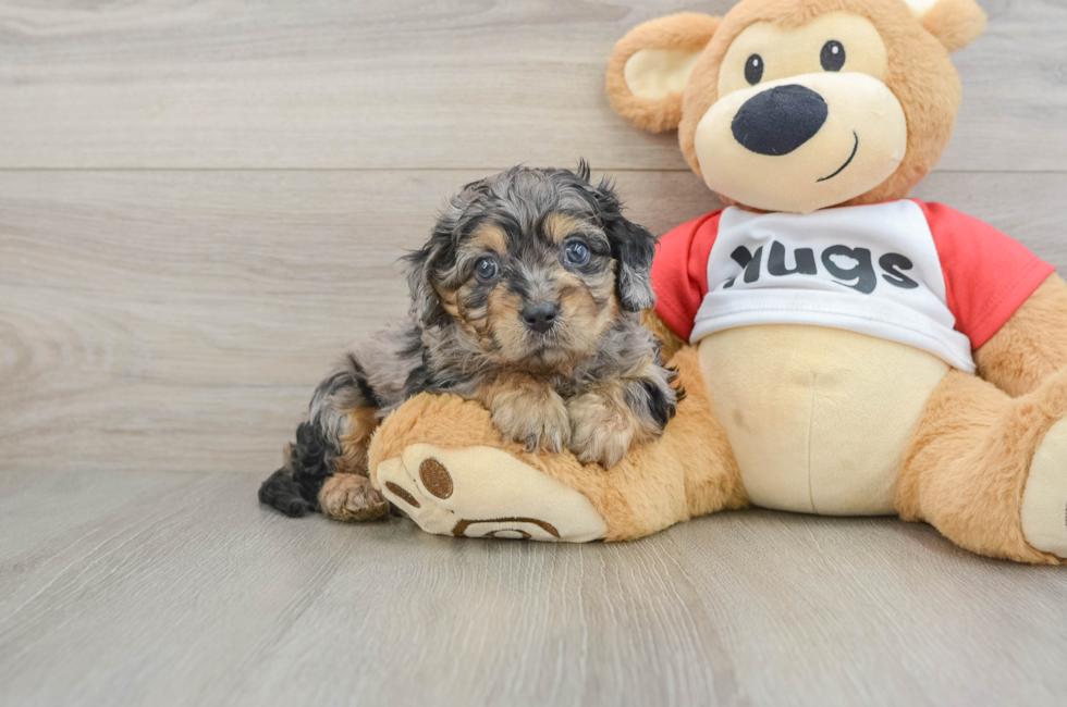 6 week old Cavapoo Puppy For Sale - Florida Fur Babies