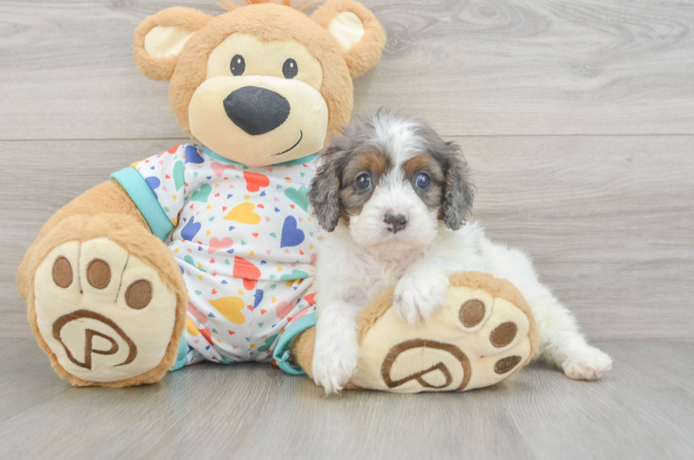 6 week old Cavapoo Puppy For Sale - Florida Fur Babies