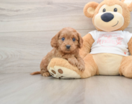 8 week old Cavapoo Puppy For Sale - Florida Fur Babies