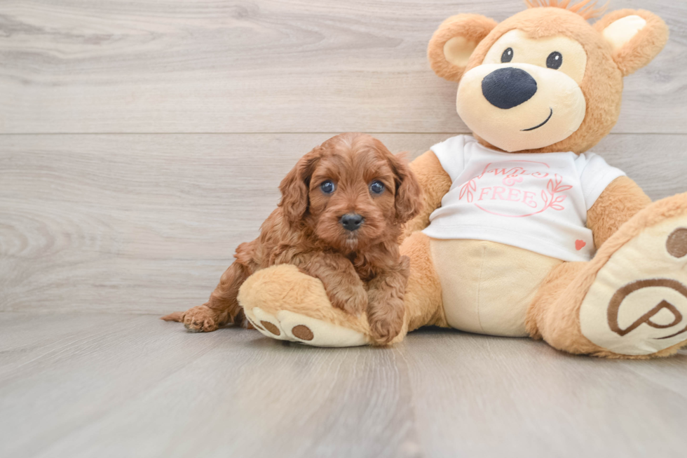 Cavapoo Pup Being Cute