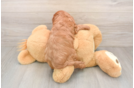 Popular Cavapoo Poodle Mix Pup