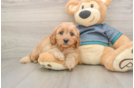 Popular Cavapoo Poodle Mix Pup