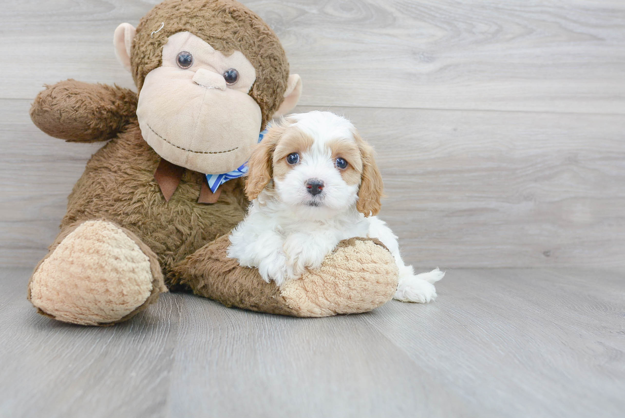 Cute Cavoodle Poodle Mix Puppy