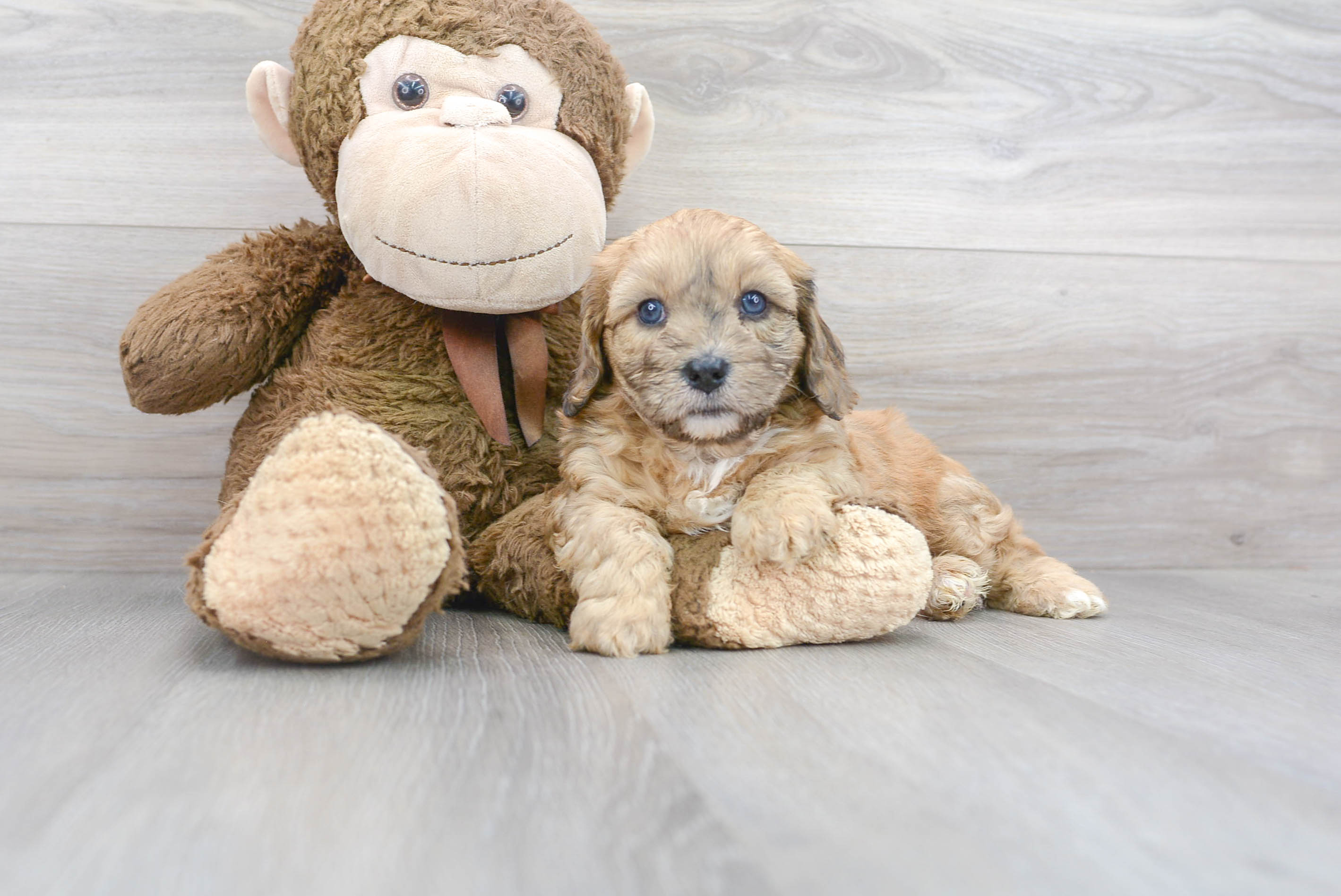 Cute Cavoodle Poodle Mix Puppy
