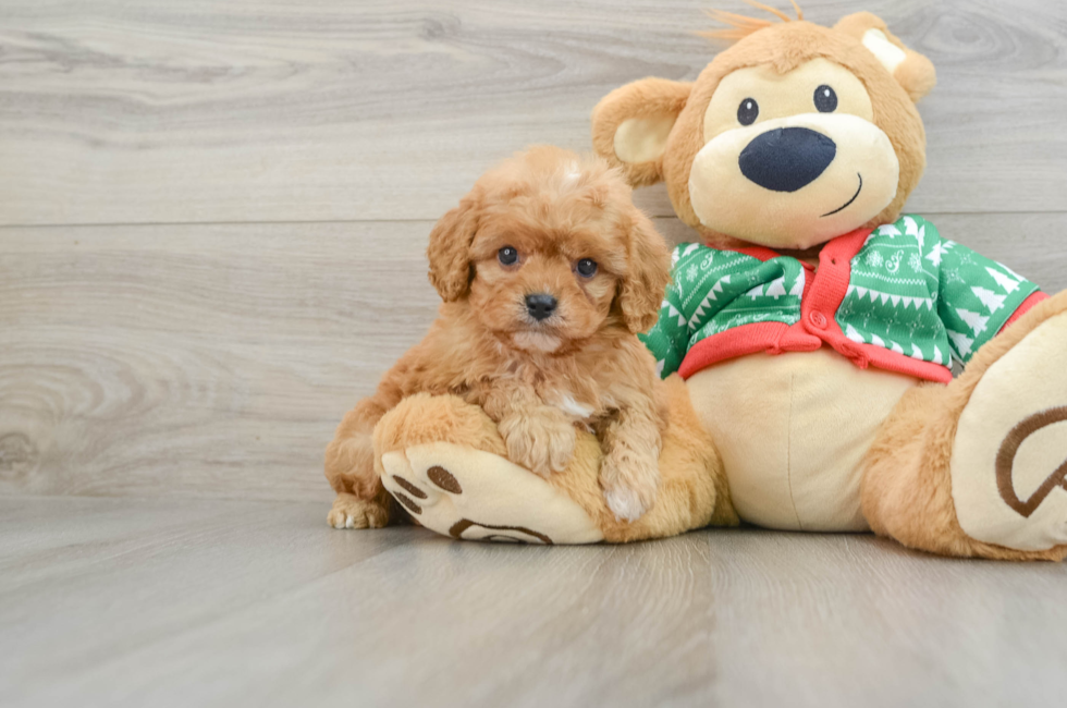 5 week old Cavapoo Puppy For Sale - Florida Fur Babies