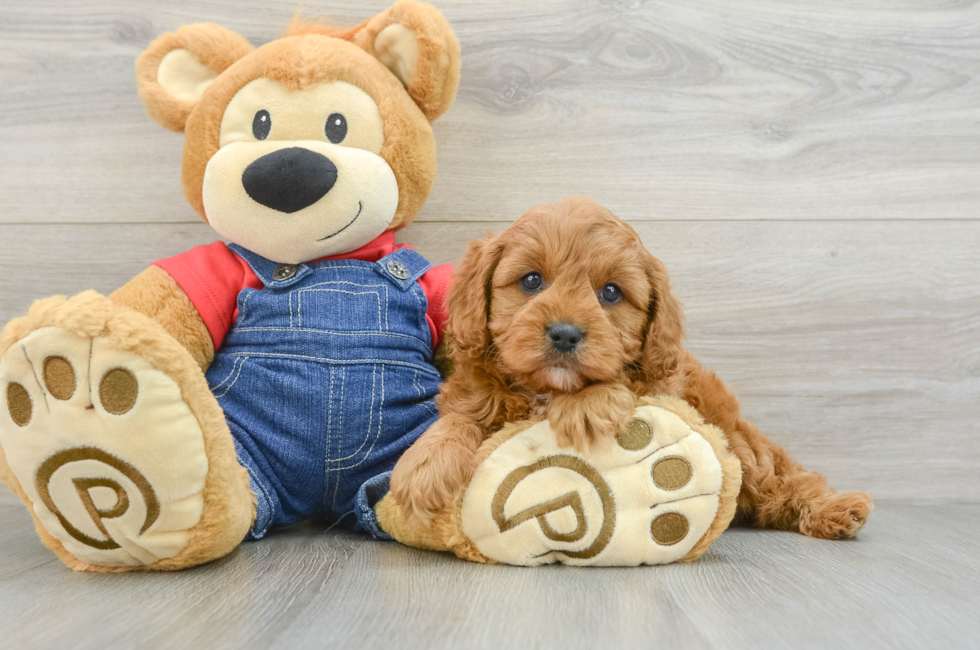 6 week old Cavapoo Puppy For Sale - Florida Fur Babies