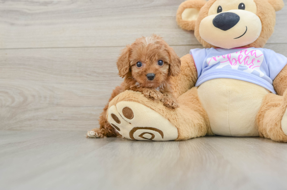 6 week old Cavapoo Puppy For Sale - Florida Fur Babies