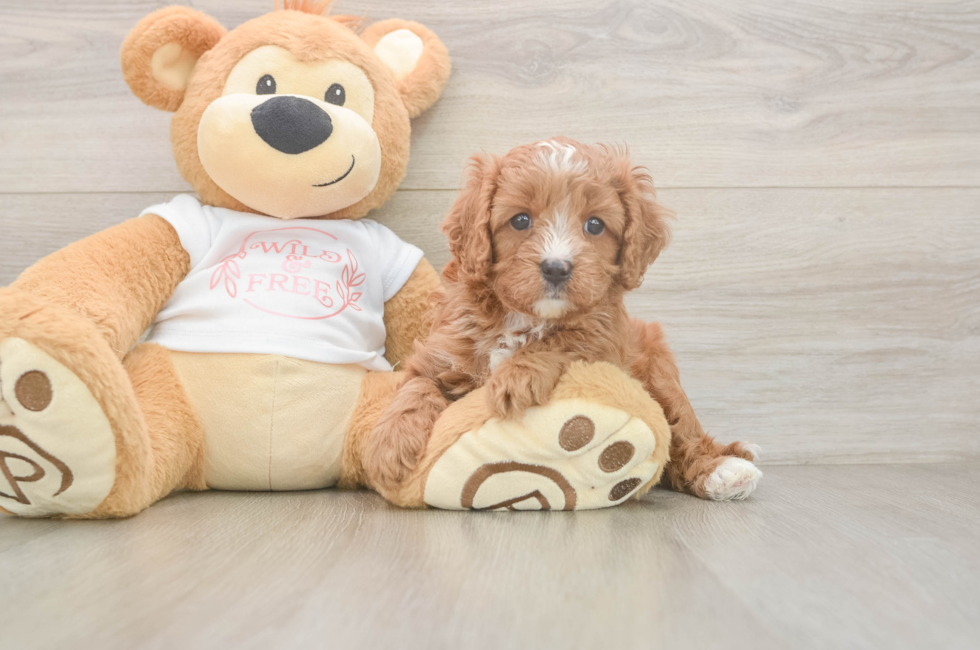 5 week old Cavapoo Puppy For Sale - Florida Fur Babies