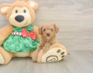 7 week old Cavapoo Puppy For Sale - Florida Fur Babies