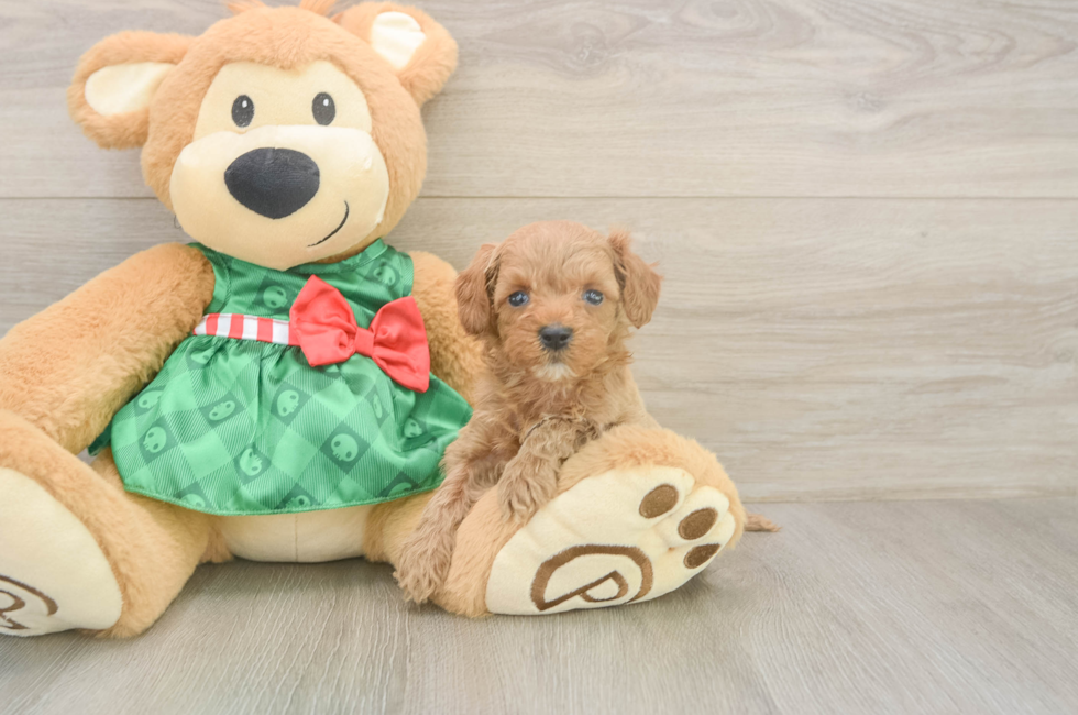 5 week old Cavapoo Puppy For Sale - Florida Fur Babies