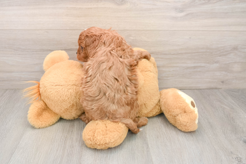 Smart Cavapoo Poodle Mix Pup