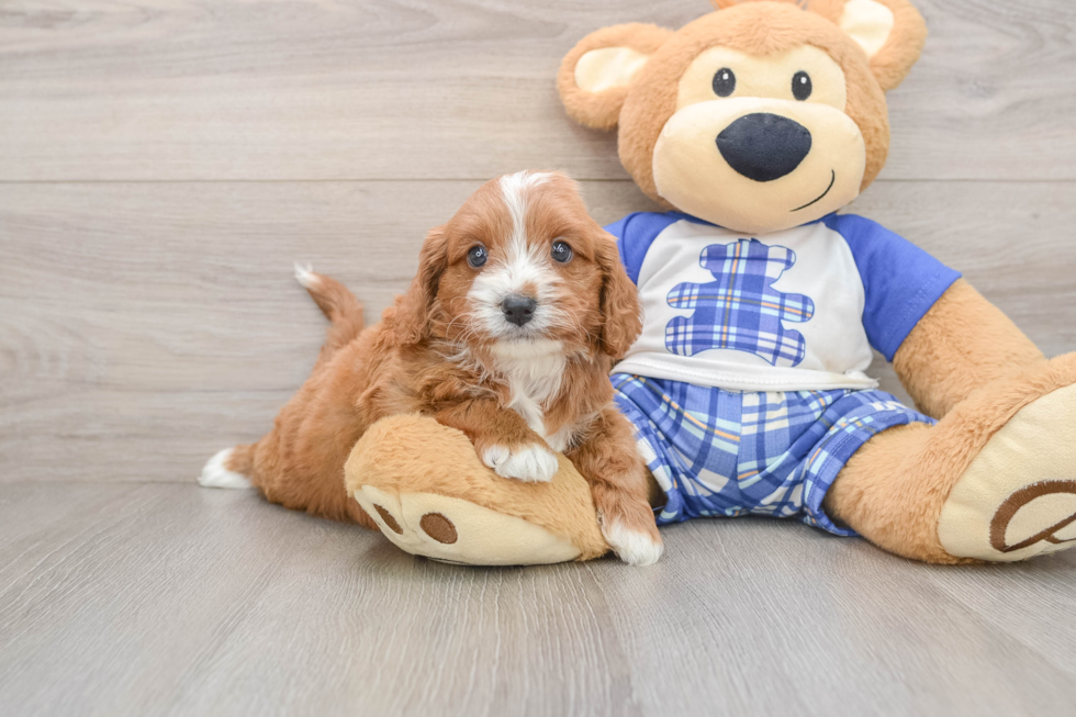 Petite Cavapoo Poodle Mix Pup