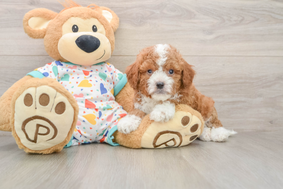 Best Cavapoo Baby