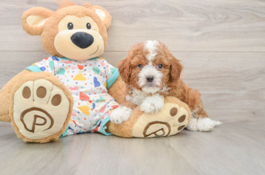 Best Cavapoo Baby