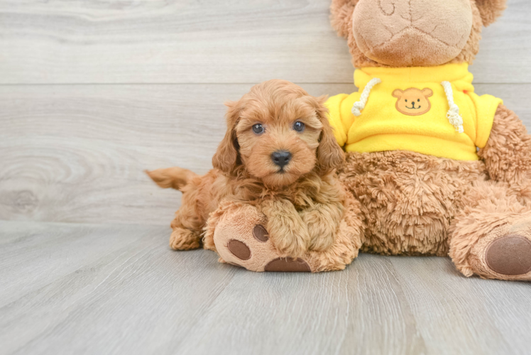 Best Cavapoo Baby