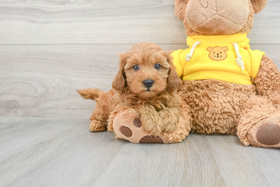 Best Cavapoo Baby