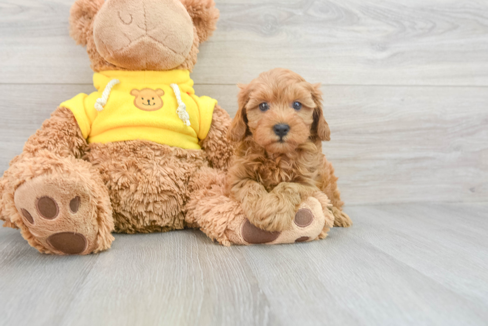 Little Cavoodle Poodle Mix Puppy