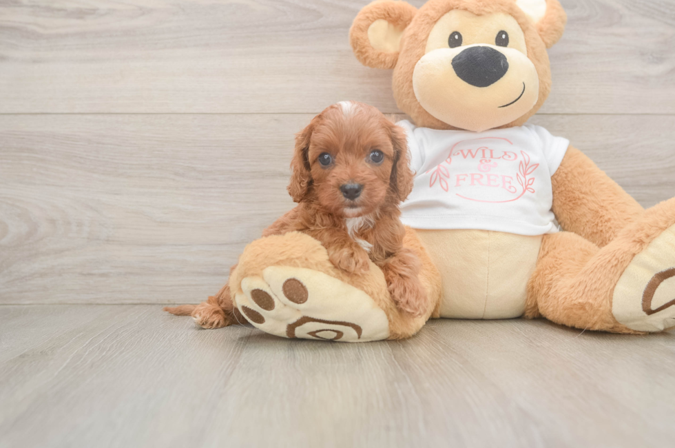 5 week old Cavapoo Puppy For Sale - Florida Fur Babies