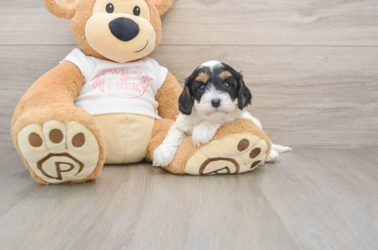Happy Cavapoo Baby