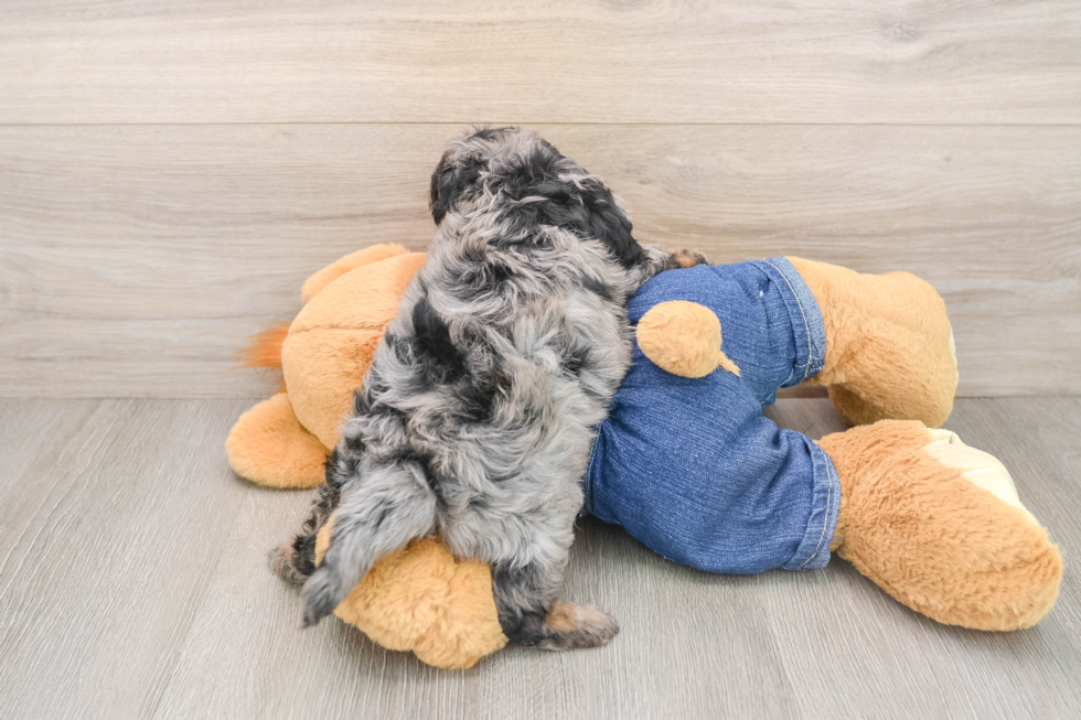 Best Cavapoo Baby