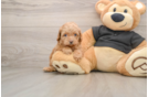 Cavapoo Pup Being Cute
