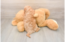 Cavapoo Puppy for Adoption