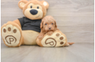 Small Cavapoo Baby