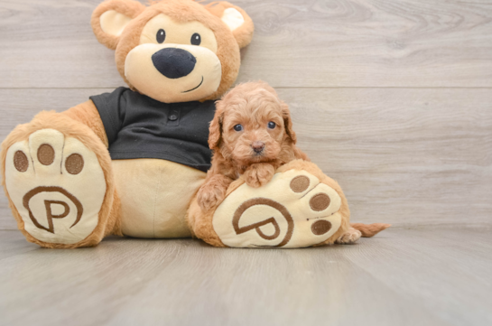 Small Cavapoo Baby