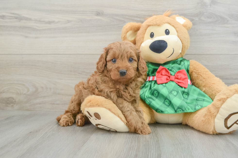 5 week old Cavapoo Puppy For Sale - Florida Fur Babies