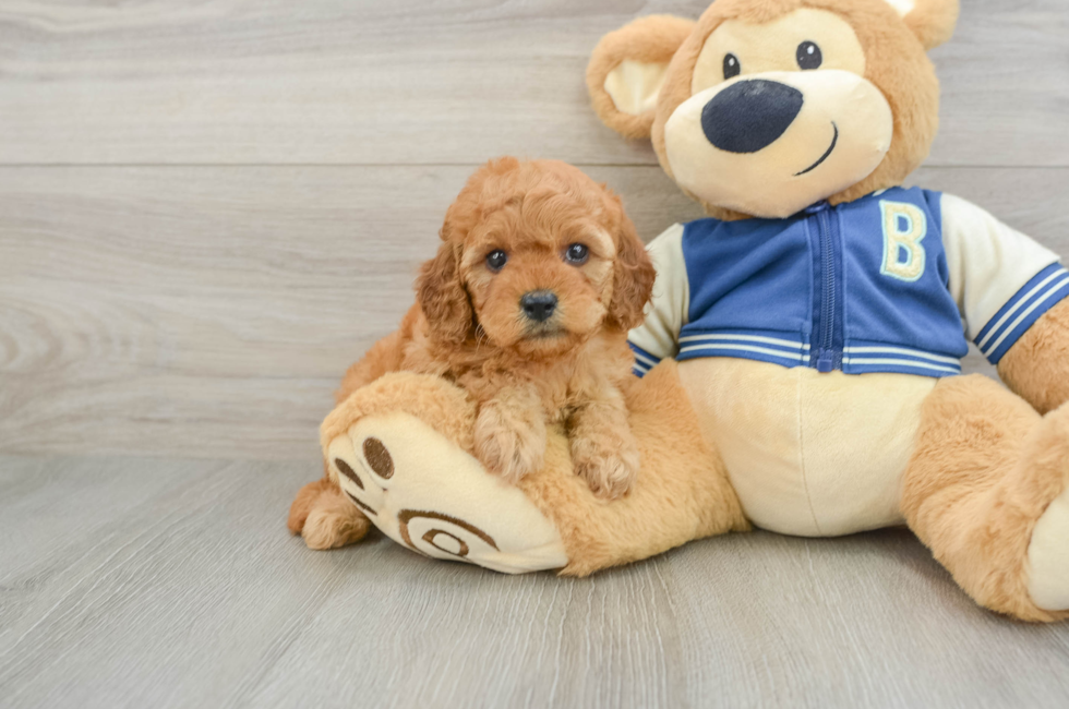 6 week old Cavapoo Puppy For Sale - Florida Fur Babies
