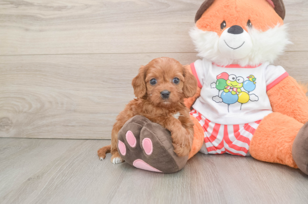 5 week old Cavapoo Puppy For Sale - Florida Fur Babies