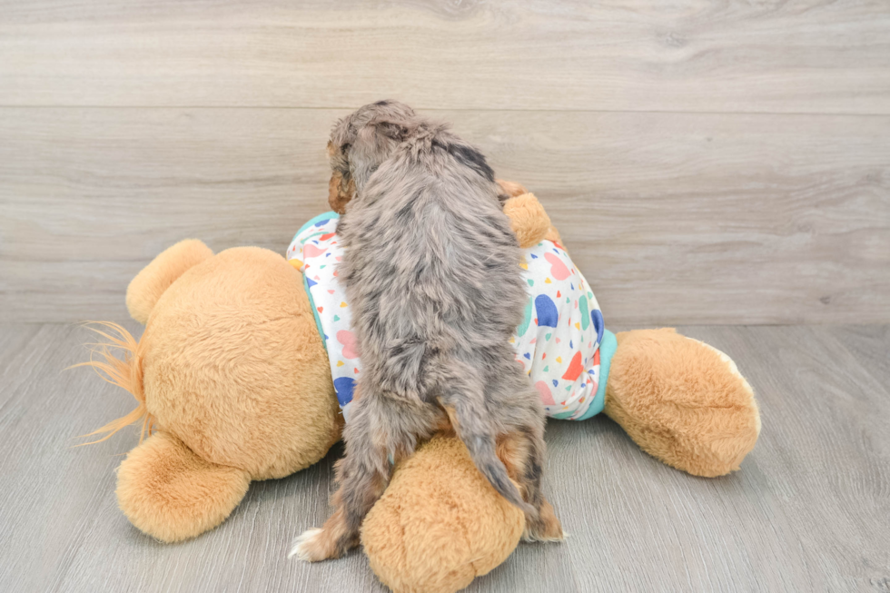 Smart Cavapoo Poodle Mix Pup