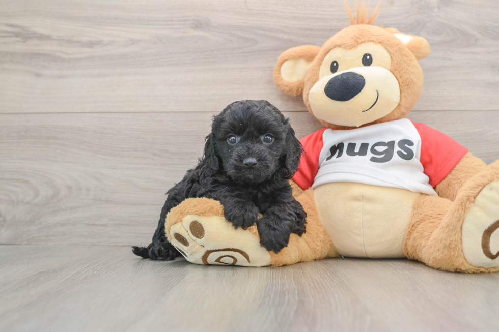 Fluffy Cavapoo Poodle Mix Pup