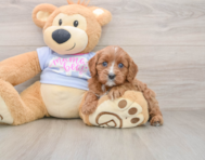 7 week old Cavapoo Puppy For Sale - Florida Fur Babies
