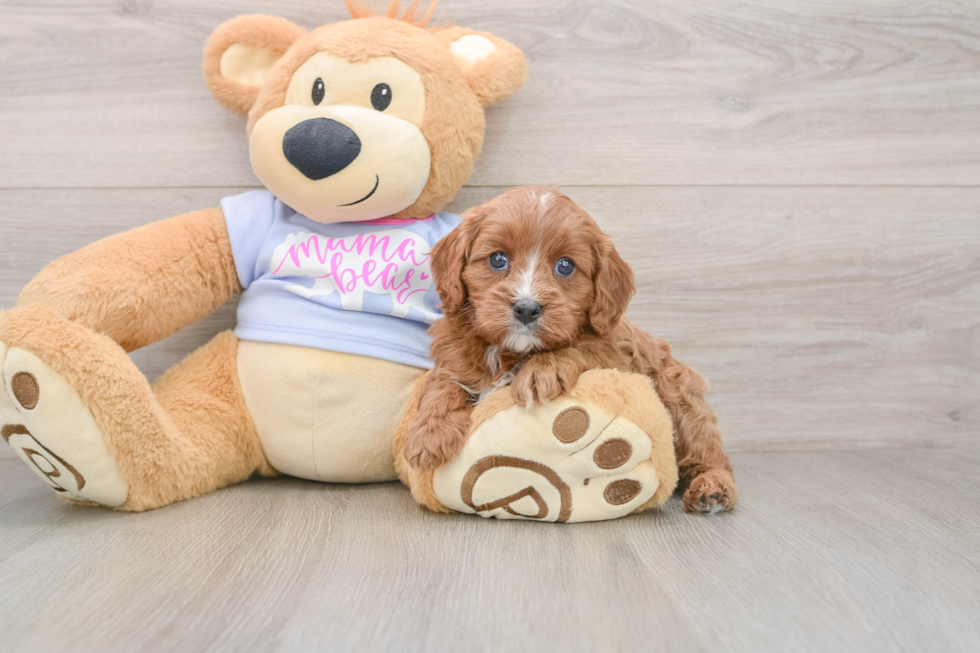 Sweet Cavapoo Baby