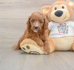 8 week old Cavapoo Puppy For Sale - Florida Fur Babies