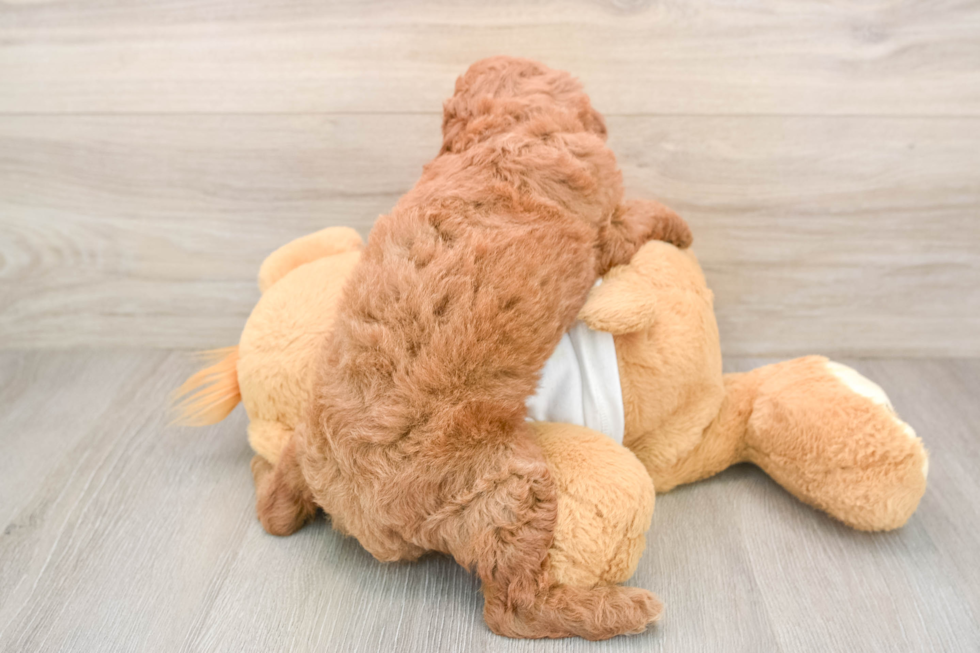 Cavapoo Puppy for Adoption