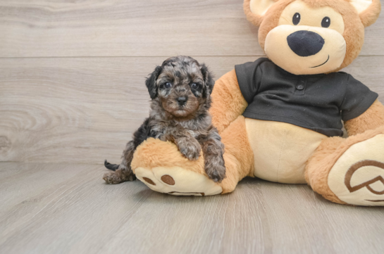 Best Cavapoo Baby