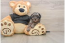 Smart Cavapoo Poodle Mix Pup
