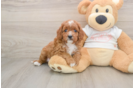 Cavapoo Puppy for Adoption
