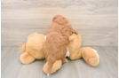Small Cavapoo Baby