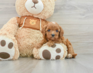 8 week old Cavapoo Puppy For Sale - Florida Fur Babies