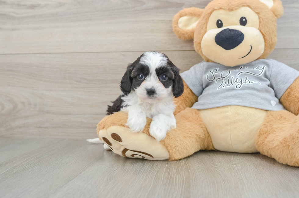 5 week old Cavapoo Puppy For Sale - Florida Fur Babies