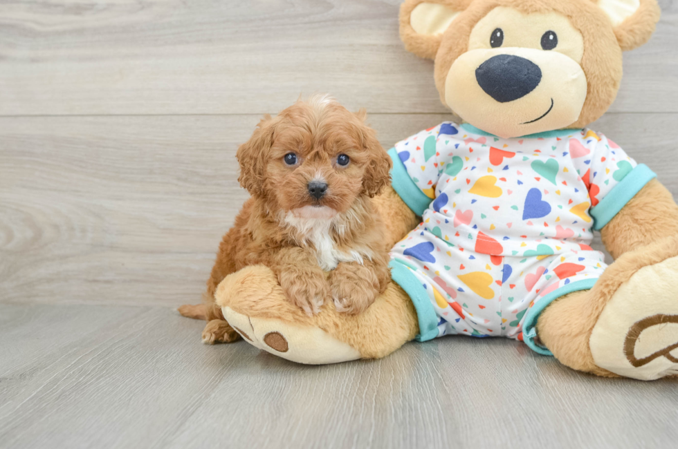 6 week old Cavapoo Puppy For Sale - Florida Fur Babies